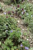 Aquilegia atrovinosa. Цветущее растение на субальпийском лугу в сообществе с Geranium saxatile. Кыргызстан, Нарынская обл., Ак-Талинский р-н, 16 км к юго-западу от с. Кош-Дёбё, зап. отроги хр. Джамант-Тоо, выс. ~2500 м н.у.м., разнотравный луг. 08.07.2026.