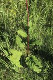 Verbascum nigrum