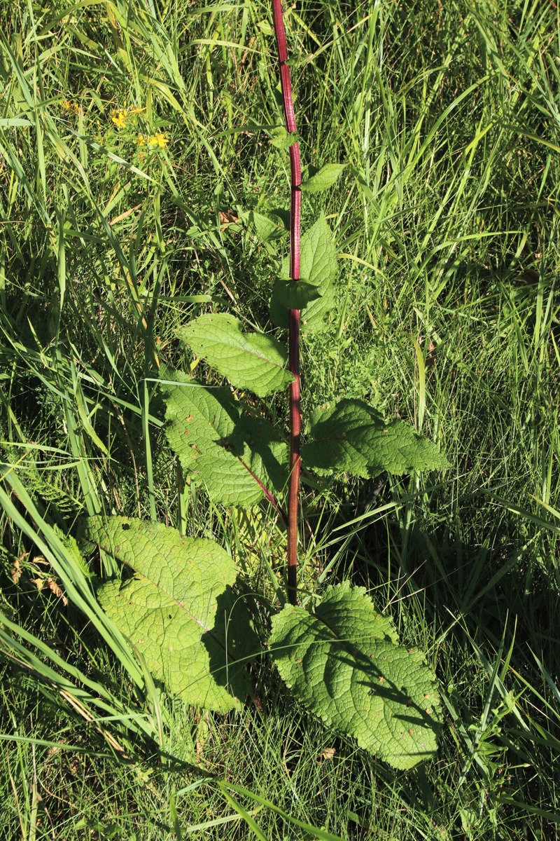 Image of Verbascum nigrum specimen.