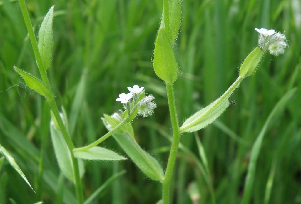 Image of Myosotis arvensis specimen.