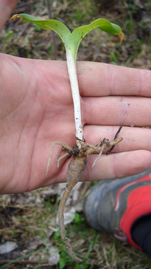 Image of genus Platanthera specimen.