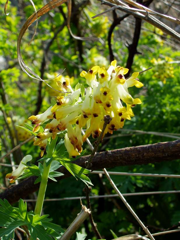 Изображение особи Corydalis nobilis.