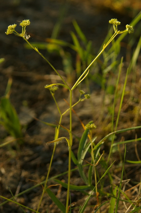 Image of Valerianella dentata specimen.