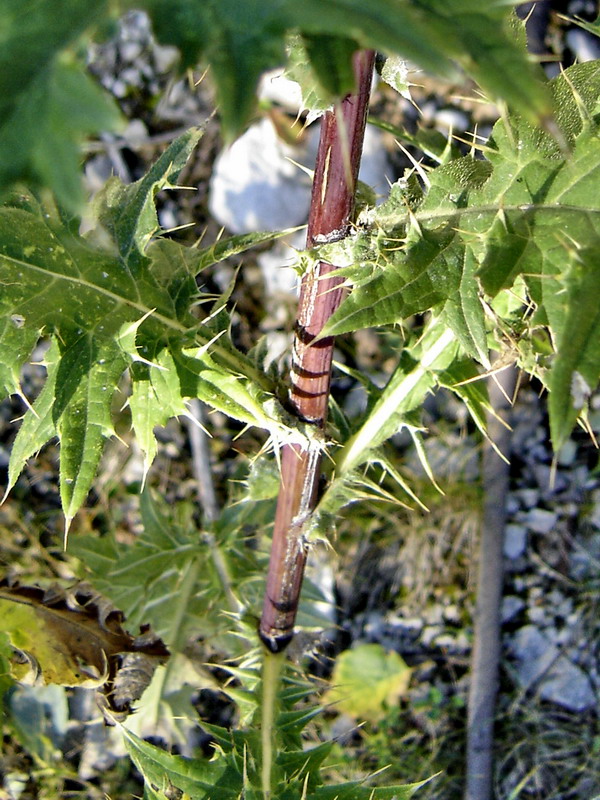 Image of Cirsium gagnidzei specimen.