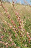 Polygonum patulum