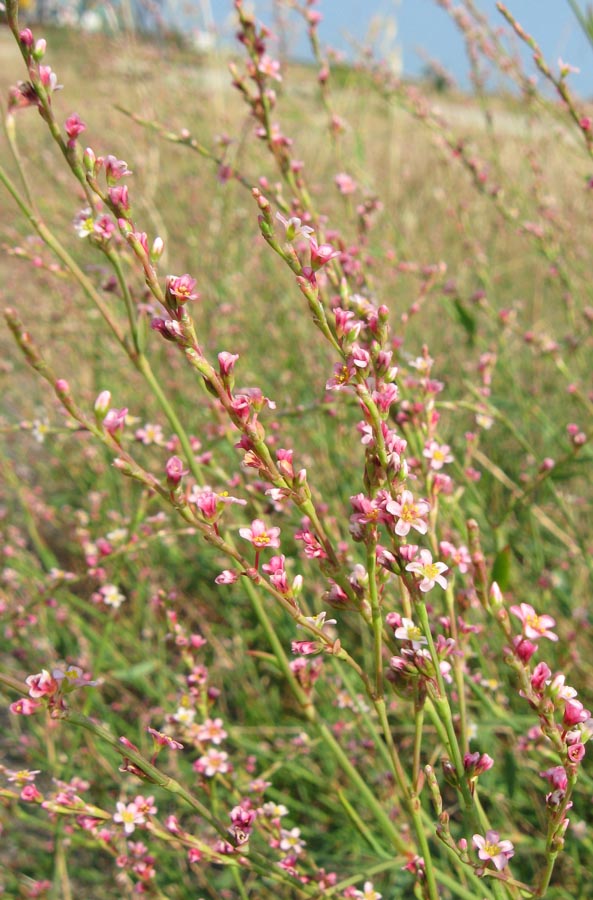 Изображение особи Polygonum patulum.