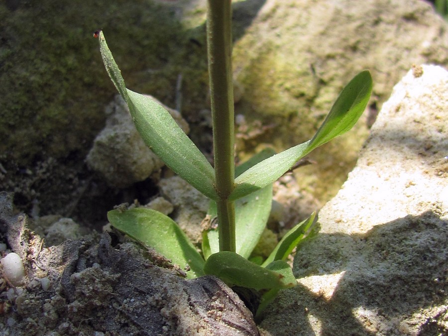 Image of Centaurium erythraea ssp. turcicum specimen.