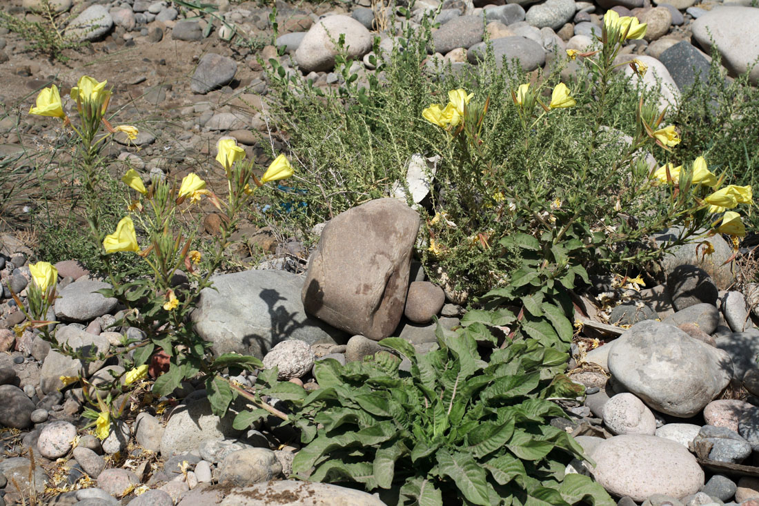 Изображение особи Oenothera glazioviana.