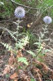 Echinops armatus. Цветущие растения. Крым, окр. Ялты, заповедник \"Мыс Мартьян\". 22 августа 2011 г.