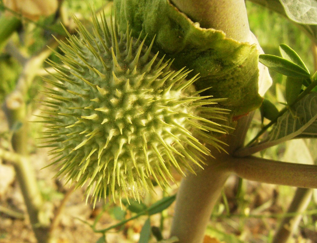 Изображение особи Datura innoxia.