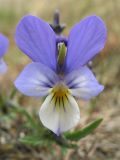 Viola maritima. Цветок. Нидерланды, провинция Friesland, остров Schiermonnikoog, в приморских дюнах. 1 мая 2010 г.