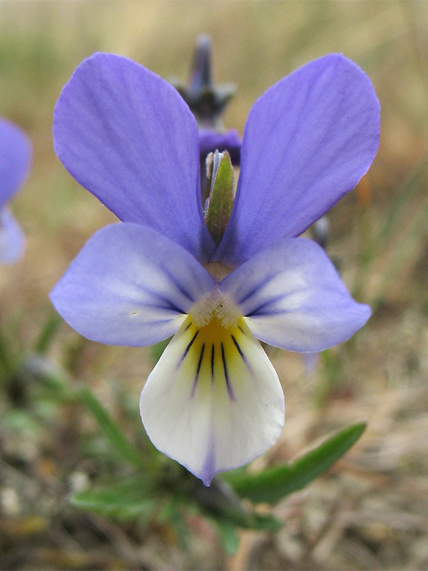 Image of Viola maritima specimen.