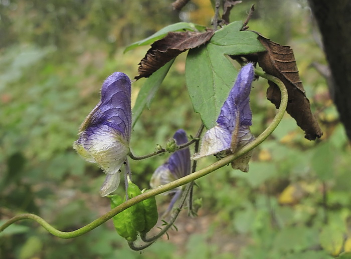 Изображение особи Aconitum stoloniferum.