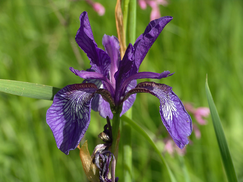 Изображение особи Iris sibirica.