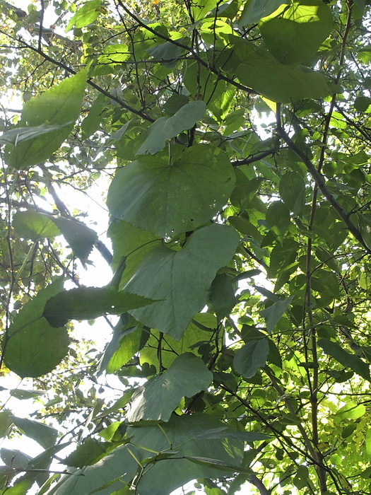 Image of Aristolochia manshuriensis specimen.