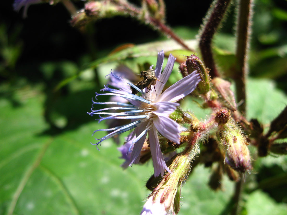 Image of Cicerbita macrophylla specimen.