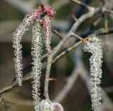 Populus tremula