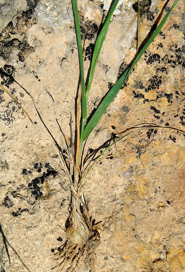 Image of Hordeum bulbosum specimen.