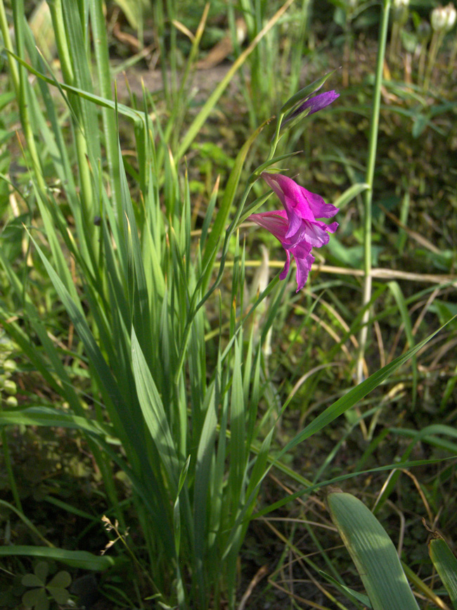 Изображение особи Gladiolus communis.