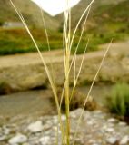 род Stipa. Соплодие. Копетдаг, Чули. Май 2011 г.