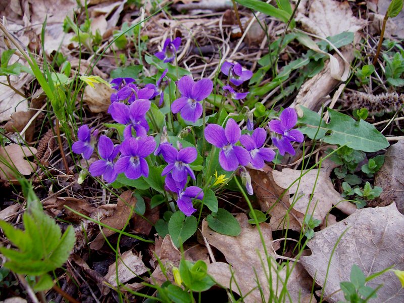 Изображение особи Viola hirta.