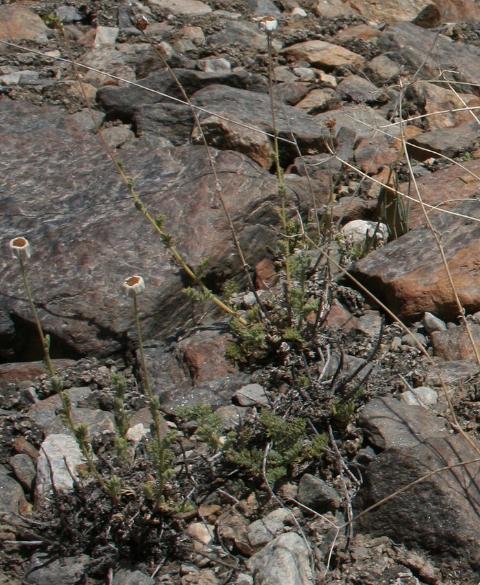 Image of Spathipappus griffithii specimen.