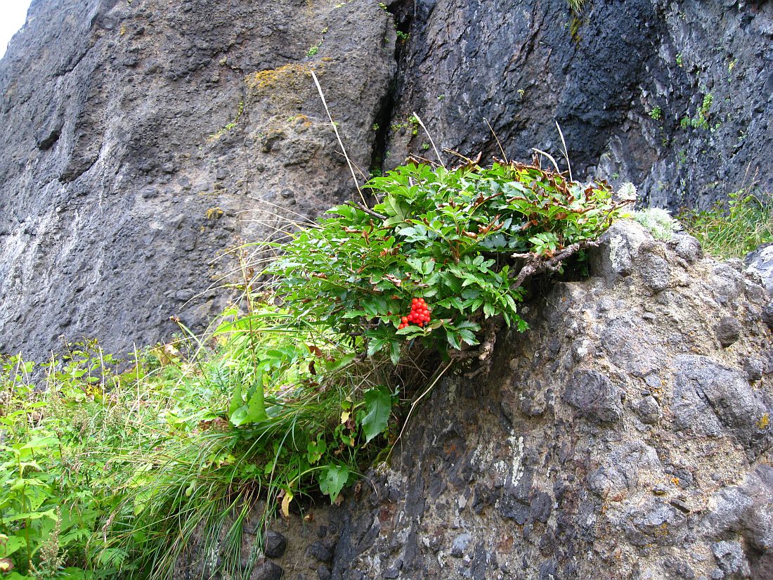 Image of Sorbus sambucifolia specimen.