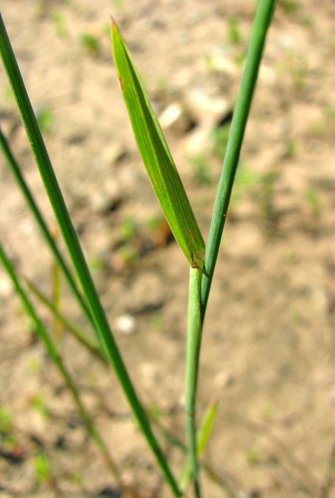 Image of Poa compressa specimen.