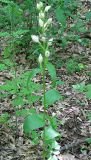 Cephalanthera damasonium. Цветущее растение. Крым, Симферопольский р-н, окр. с. Краснолесье, дубовый лес. 6 июня 2011 г.