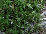 Anemone caerulea