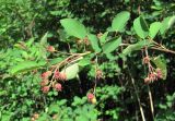 Amelanchier spicata. Верхушка ветви с незрелыми плодами. Архангельская обл., Вельский р-н, окр. пос. Усть-Шоноша, близ ж. д. 29.06.2011.