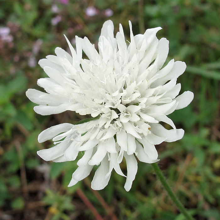 Image of Cephalaria gigantea specimen.