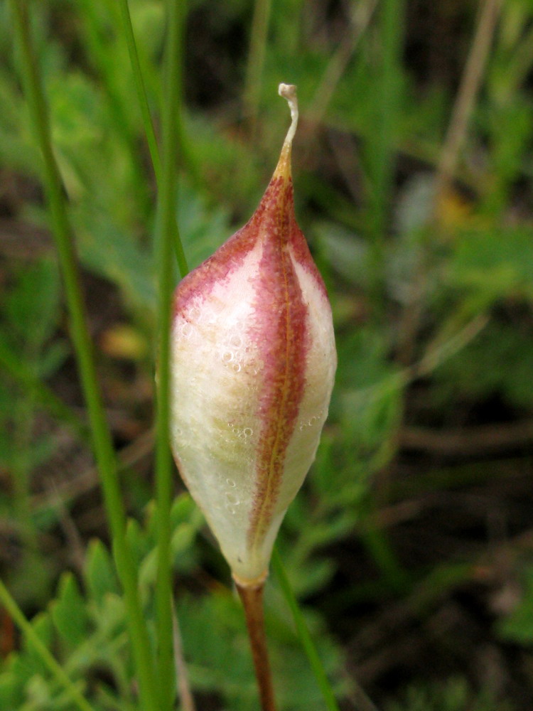 Изображение особи Tulipa uniflora.