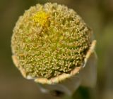 Anthemis leucanthemifolia