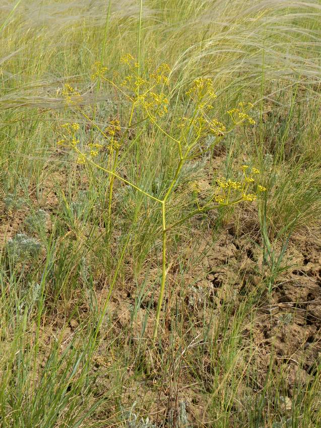 Image of Ferula tatarica specimen.