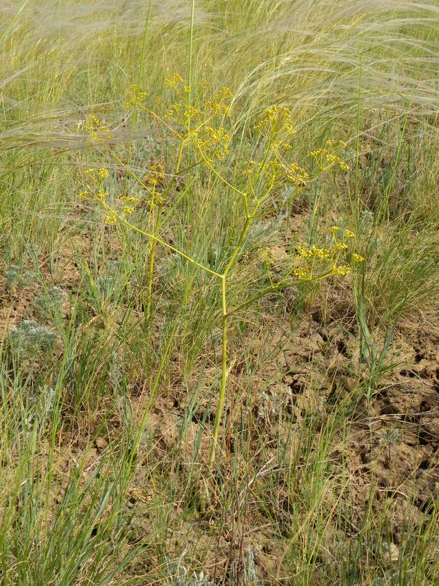 Изображение особи Ferula tatarica.