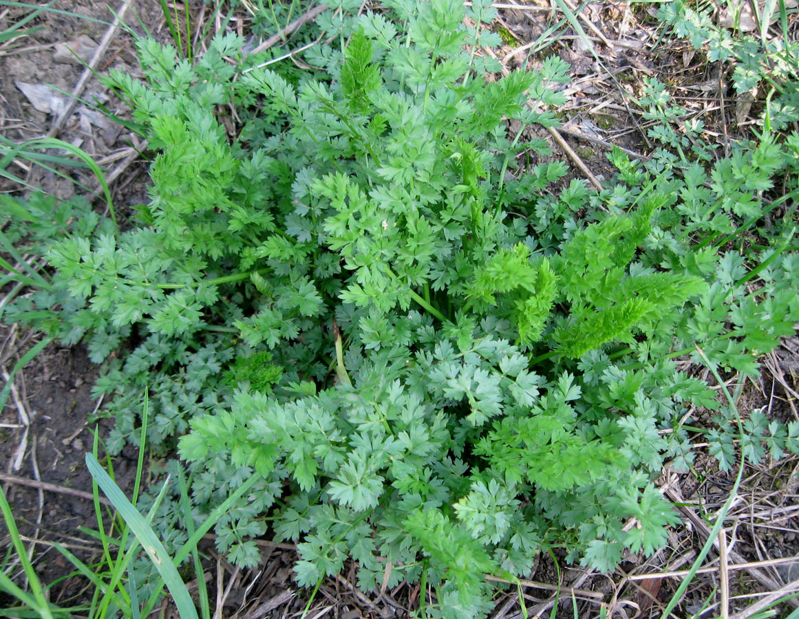 Image of Oenanthe pimpinelloides specimen.