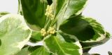 Euonymus fortunei. Листья и развивающиеся соцветия. Германия, г. Кемпен, в культуре. 01.05.2012.