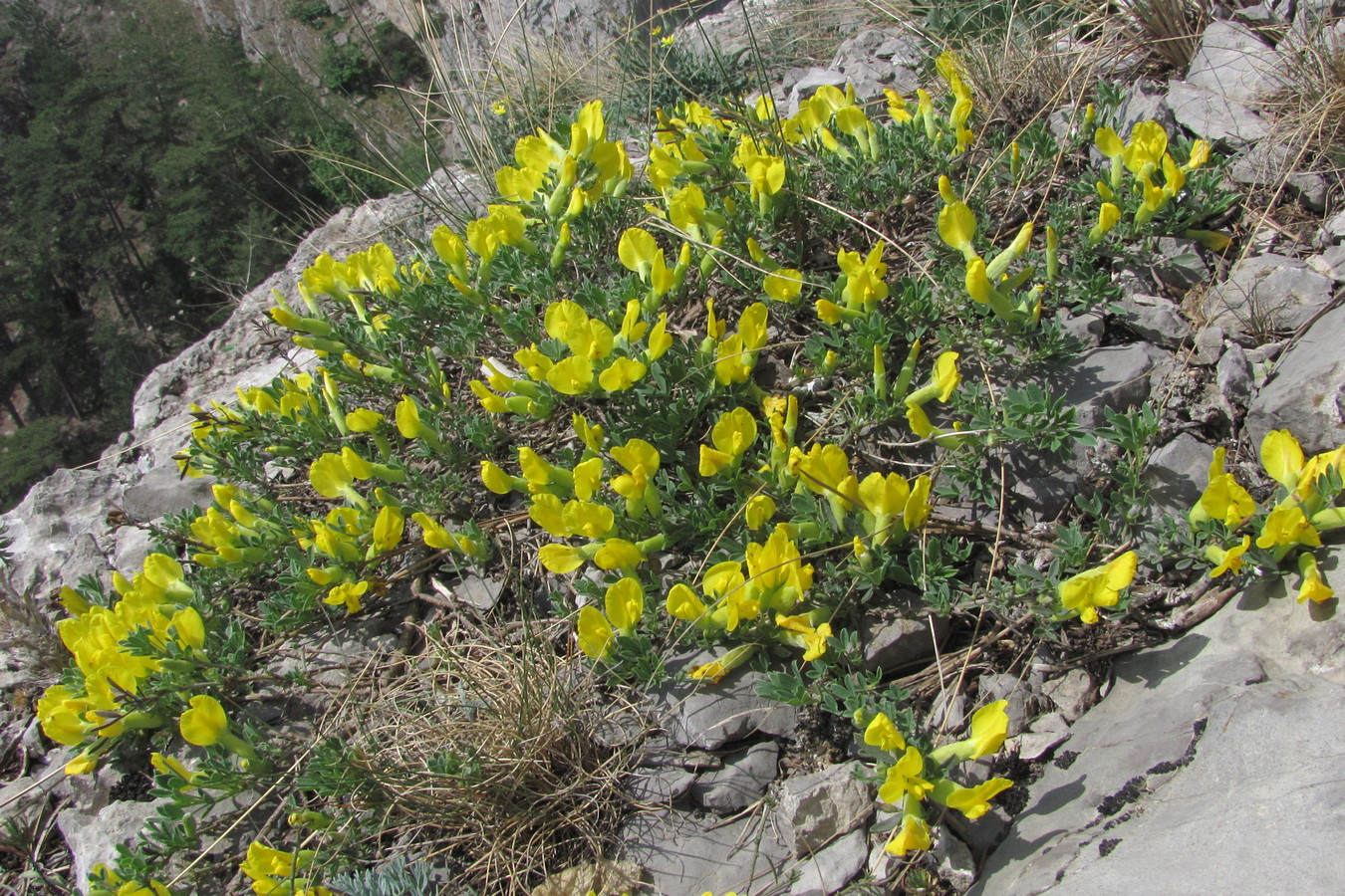 Изображение особи Chamaecytisus wulffii.