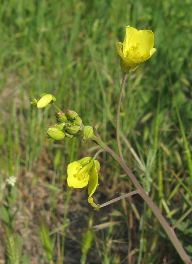 Image of Diplotaxis tenuifolia specimen.
