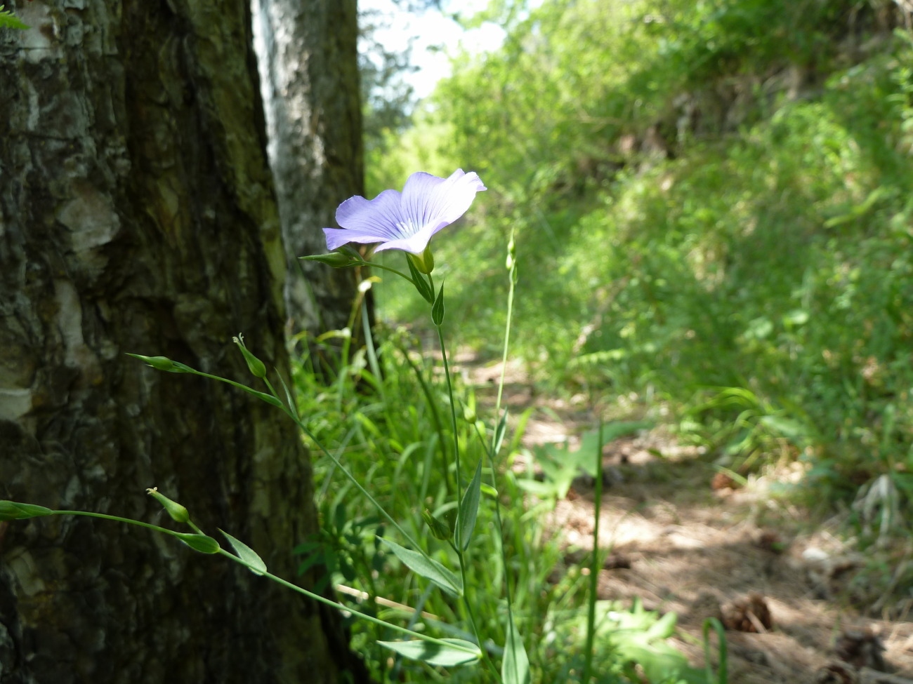 Изображение особи Linum nervosum.