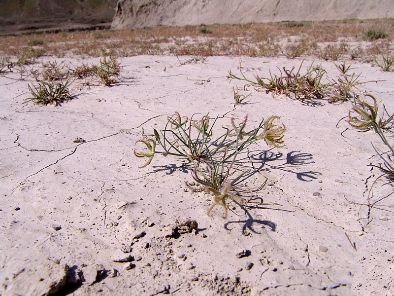 Image of Koelpinia linearis specimen.
