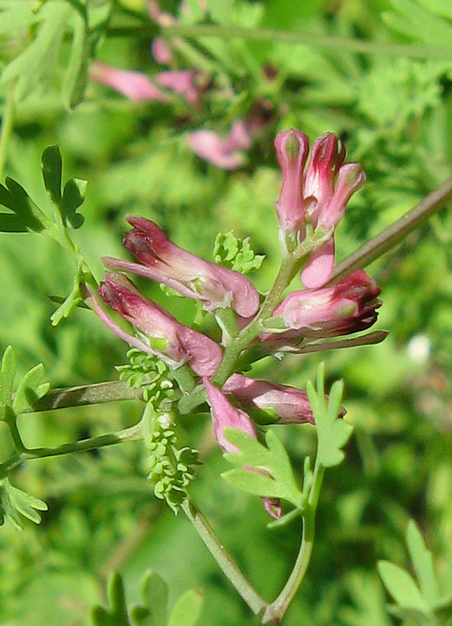 Изображение особи Fumaria officinalis.