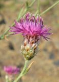 Centaurea stankovii. Соцветие. Крым, южный берег, подножье горы Аюдаг, склон к морю. 4 июня 2012 г.