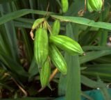 Iris pseudacorus