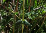 Hypericum pulchrum