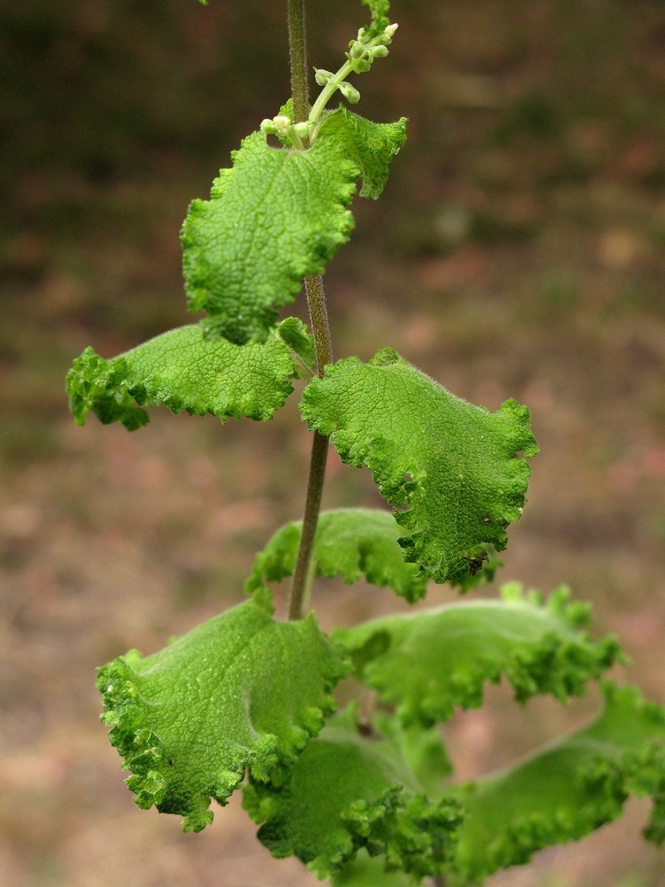 Изображение особи Teucrium scorodonia.