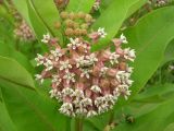 Asclepias syriaca