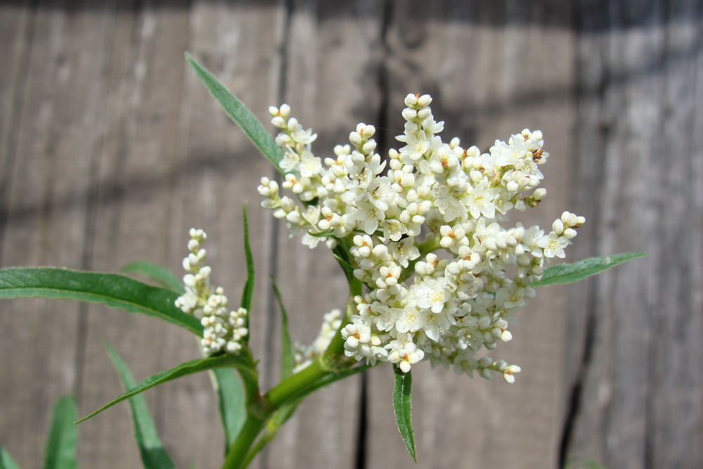 Изображение особи Aconogonon alpinum.