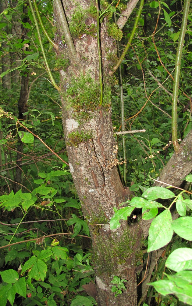 Изображение особи Salix myrsinifolia.